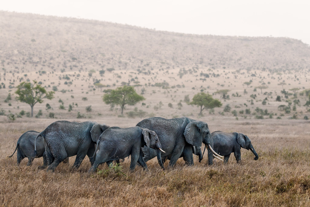 elephant visit tanzania