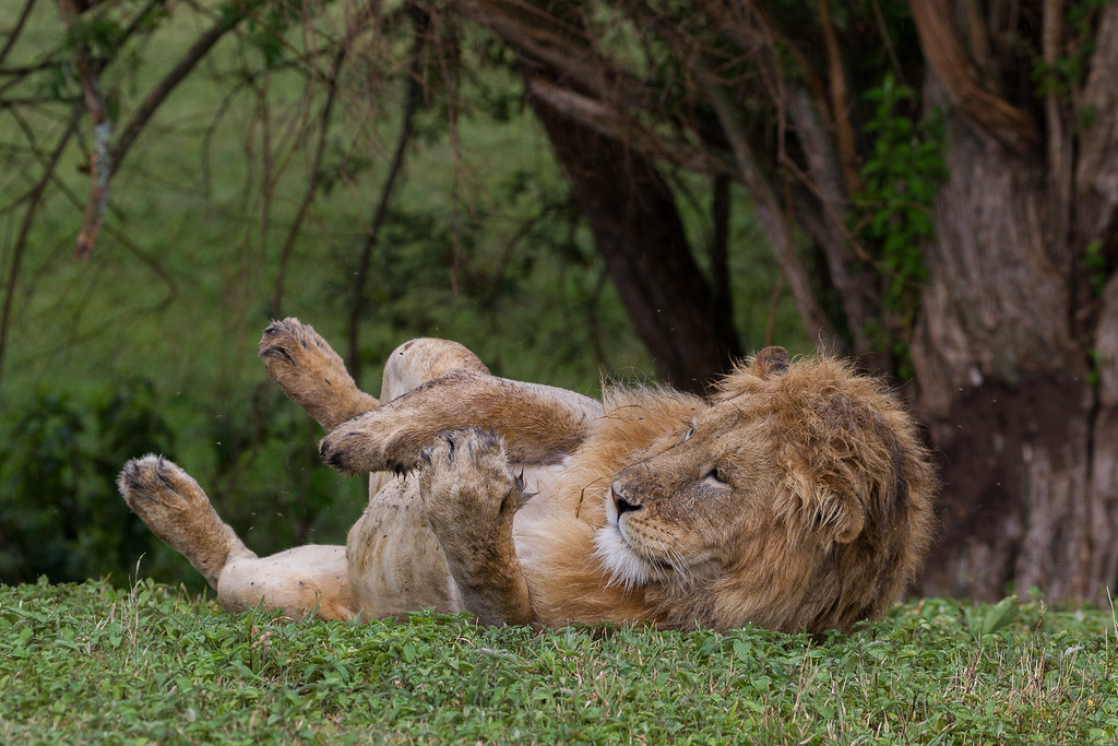 lion tz experience