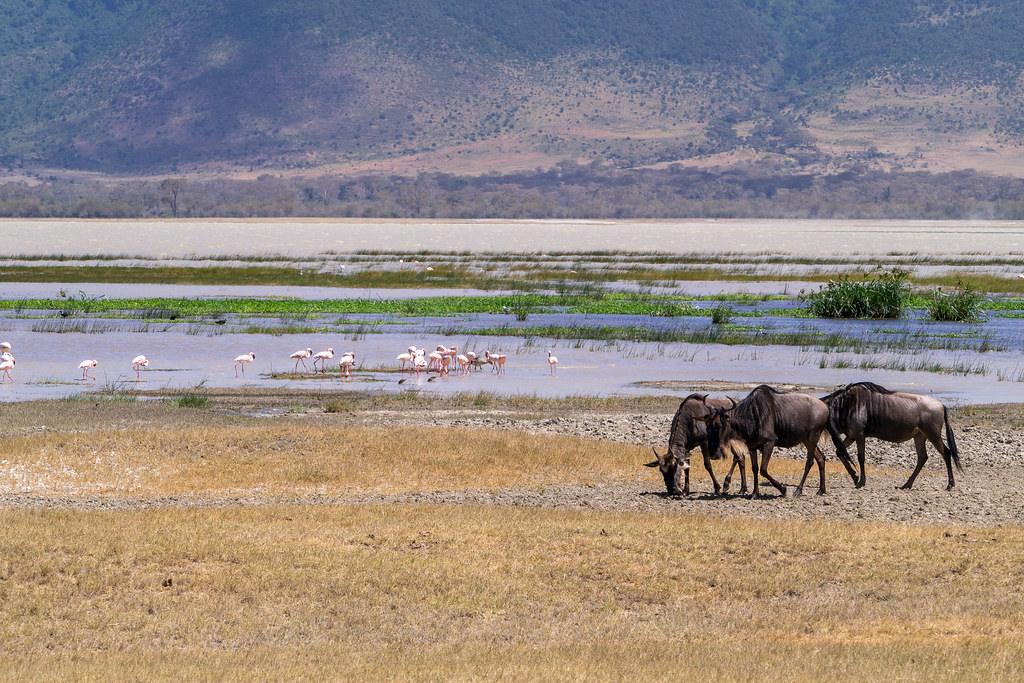 ngoro wildllife