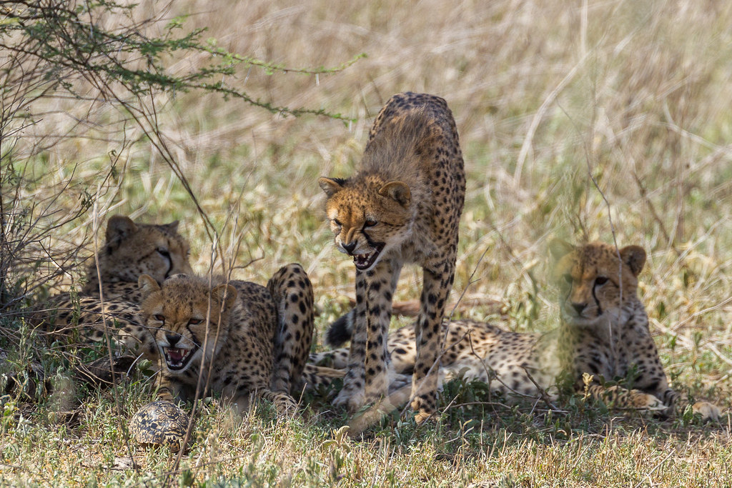 serengeti tz