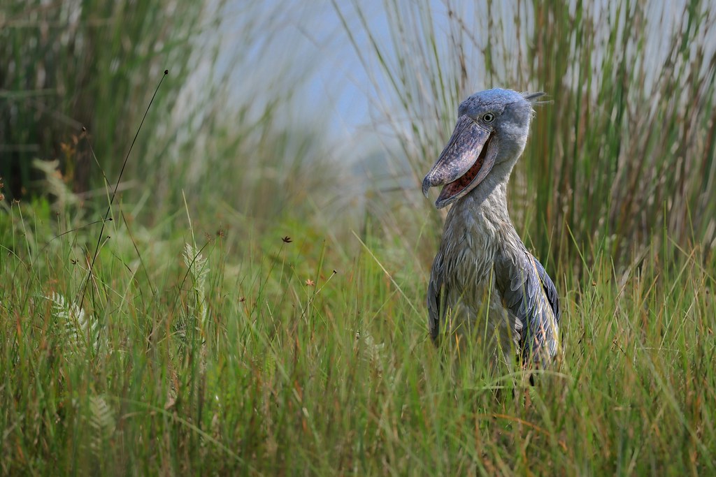 shoebill stork uganda