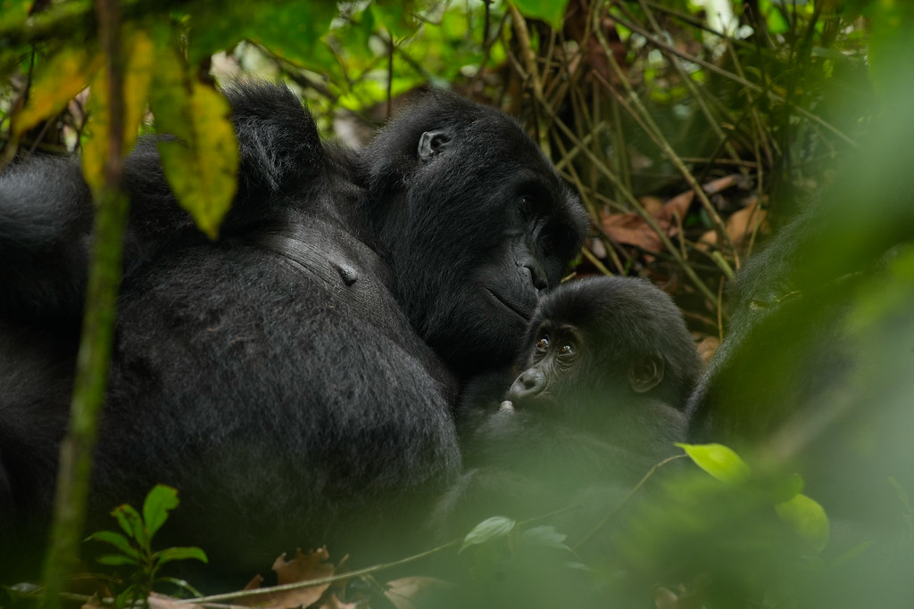 uganda tours
