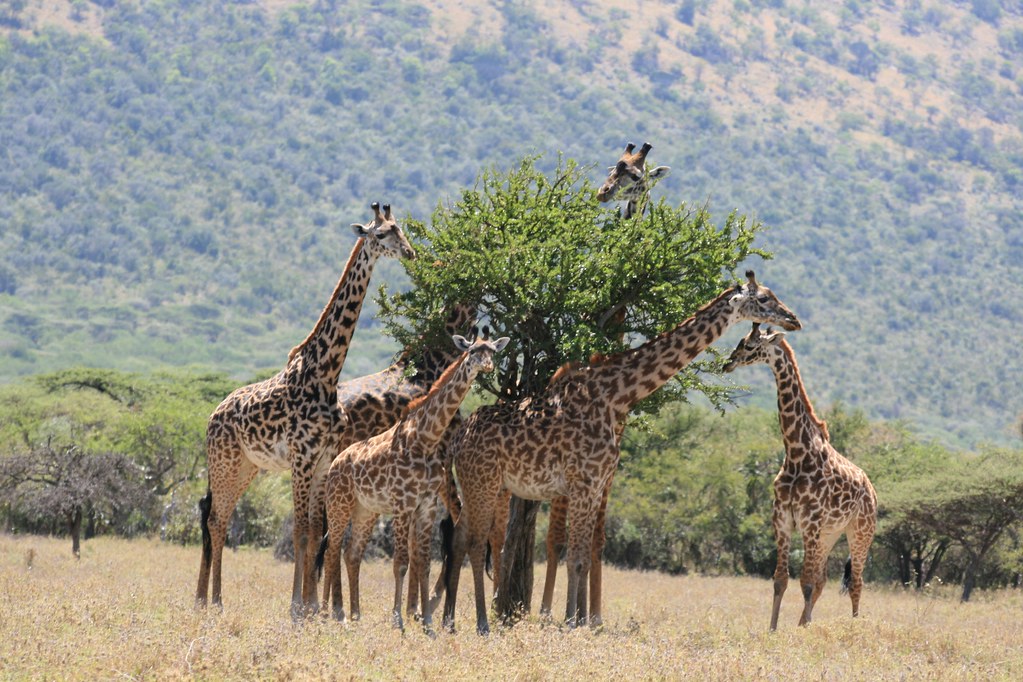 unique animals