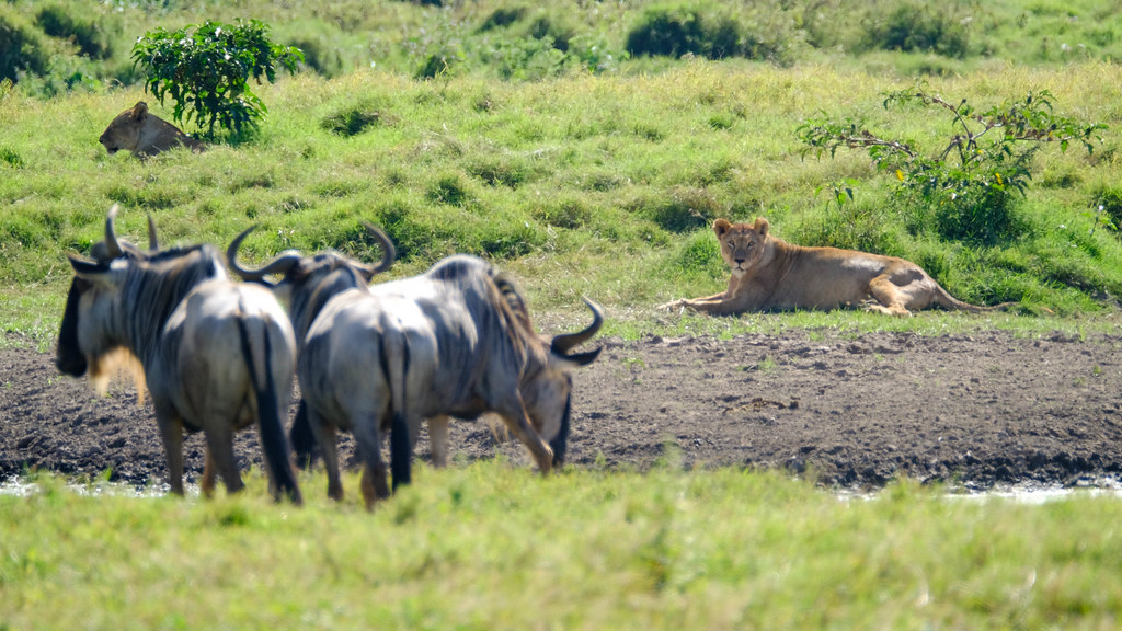 wildlife encounters